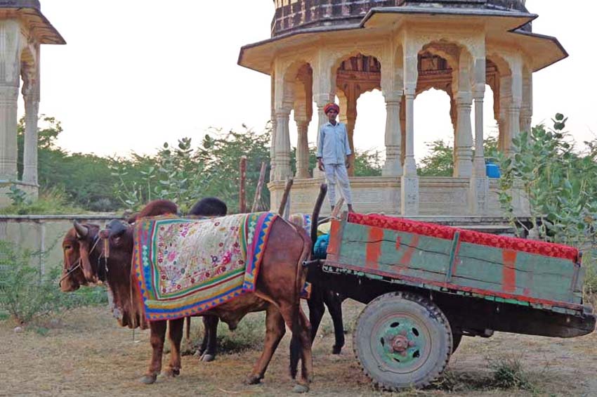 Barli Offbeat Destination Village, Rajasthan