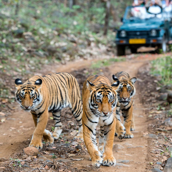 Ranthambore National Park Rajasthan Tickets & Tours