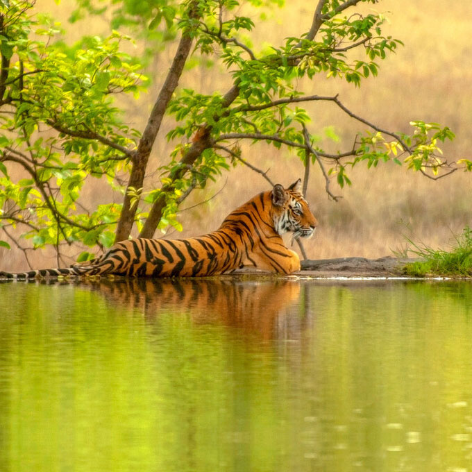 Online Safari Booking Ranthambore