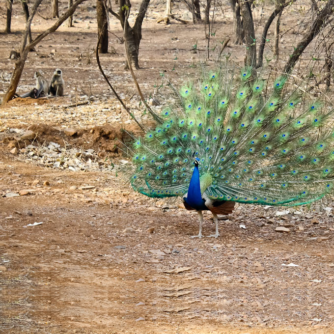 Ranthambore safari booking