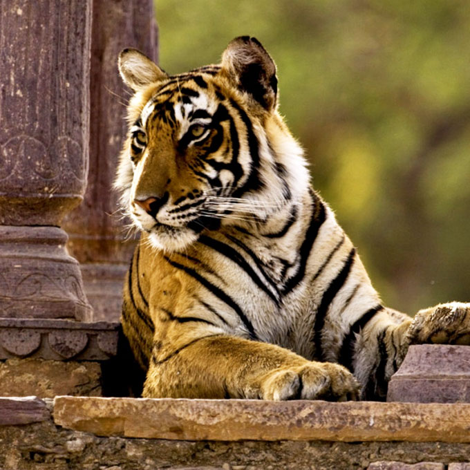 Things to Do in Ranthambore National Park