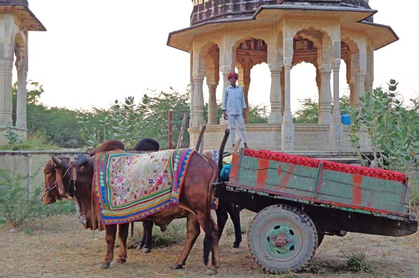 Visit Barli on a trip to India