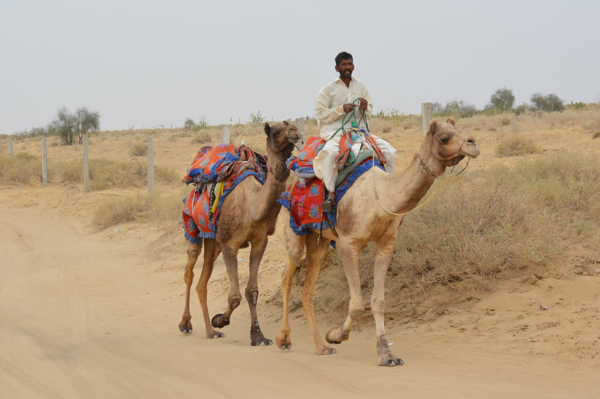 Travellers enjoying a half day camel safari near Jodhpur Rajasthan