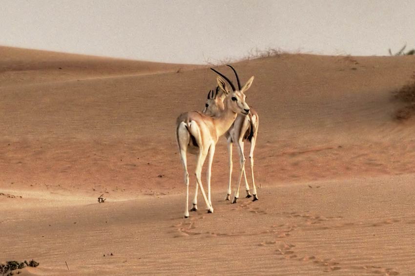 Desert National Park, Jaisalmer