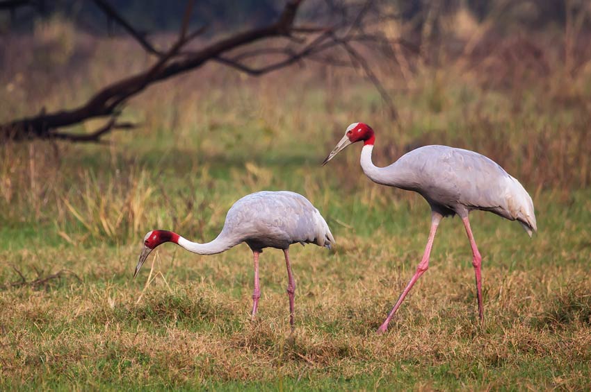 Keoladeo Ghana National Park