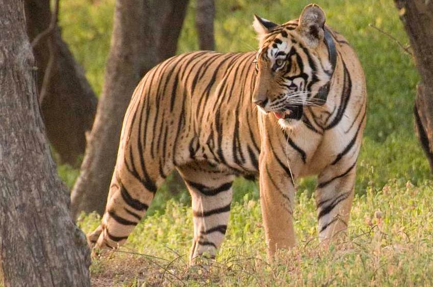 Machiya Safari Park, Jodhpur