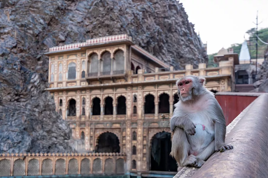 Galtaji Monkey Temple Jaipur holy kunds Sun Temple Galta Ji complete guide