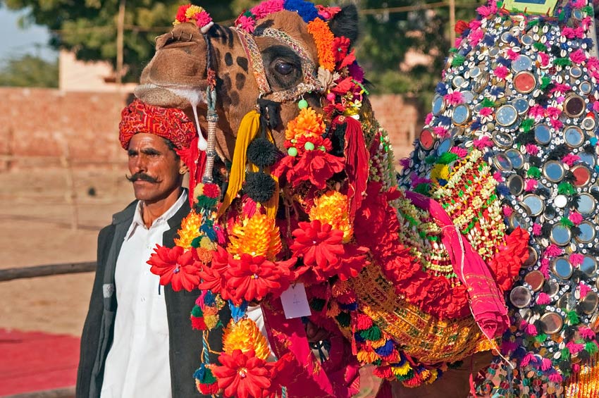 Decorated livestock and traders at Nagaur Fair Rajasthan