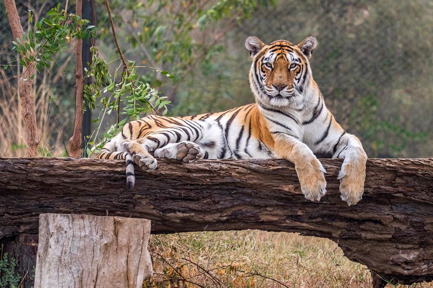 Nahargarh Biological Park, Jaipur