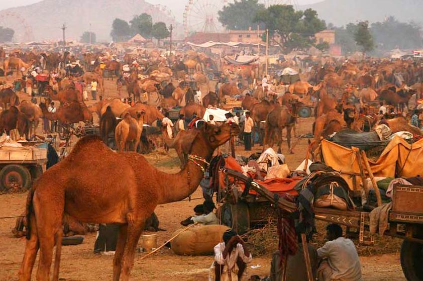 Pushkar Fair - Pushkar Camel Fair Festival Rajasthan.