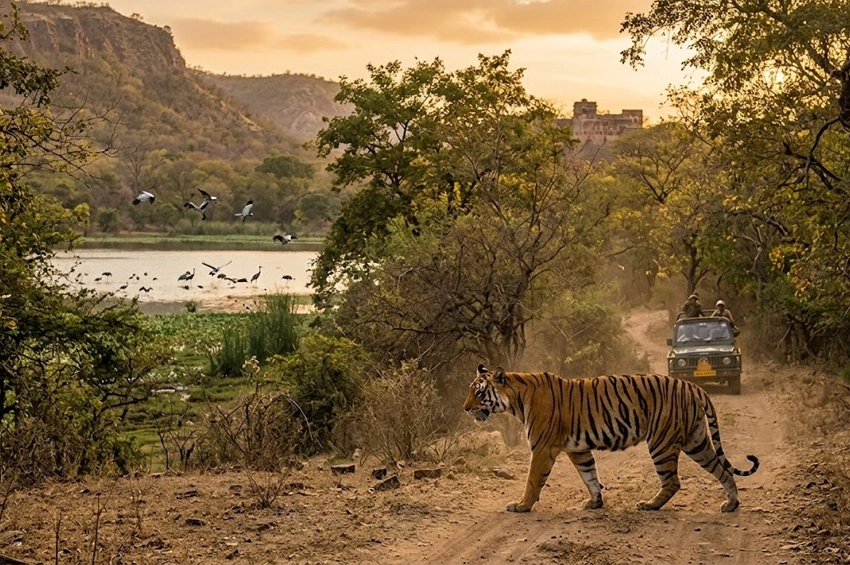 Rajasthan wildlife guide for national parks sanctuaries Jhalana leopard safari Jawai leopard safari Ranthambore and Keoladeo