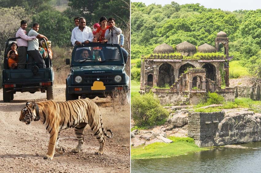 Ranthambore National Park Sawai Madhopur Rajasthan India.