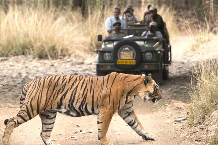 Ranthambore National Park. Sawai Madhopur Rajasthan