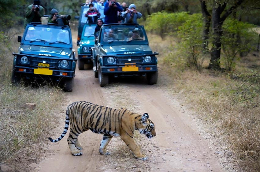 Ranthambore Day Tour