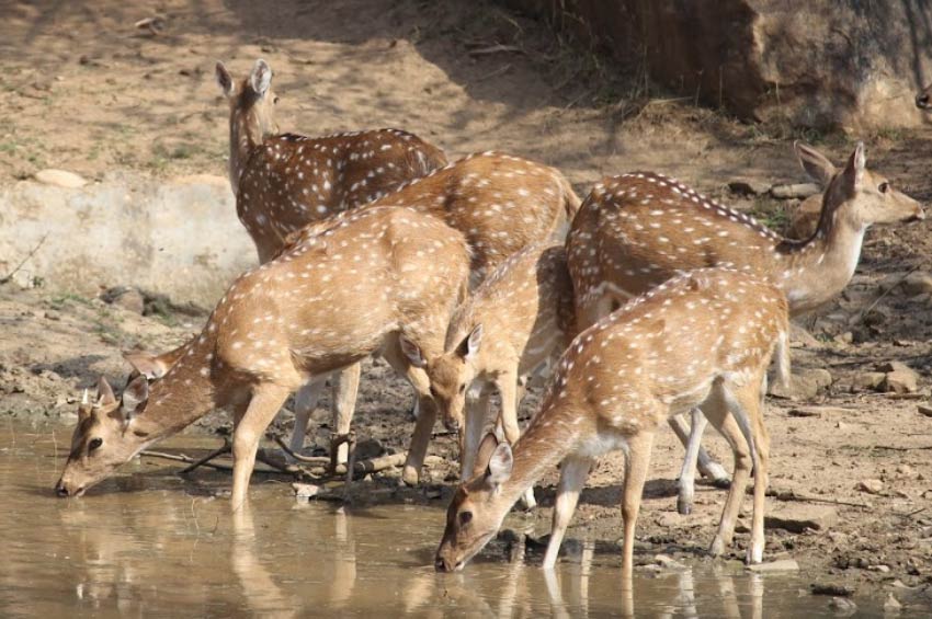 Sariska Tiger Reserve, Alwar