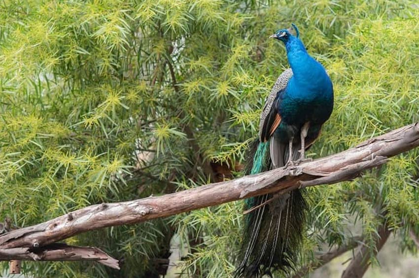 Shergarh Wildlife Sanctuary, Baran