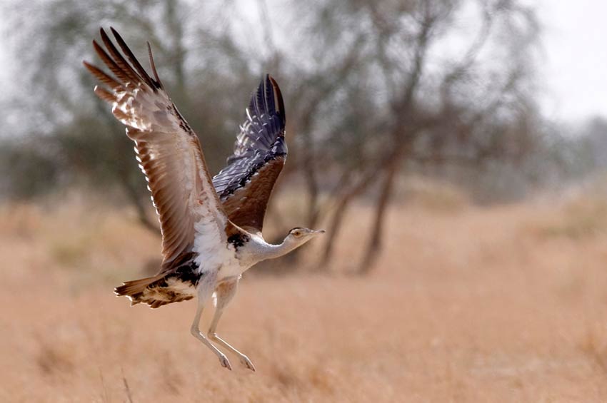 Sorsan Wildlife Sanctuary, Baran