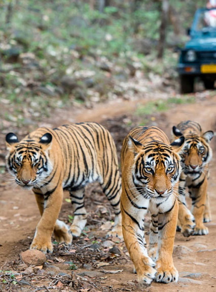 Ranthambore National Park Sawai Madhopur Rajasthan India