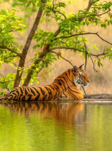 Photo tours in Ranthambore National Park