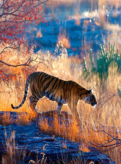 Ranthambore Photography Tour 
