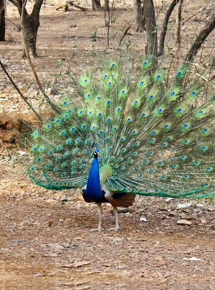 Womens' Village Rathambore 