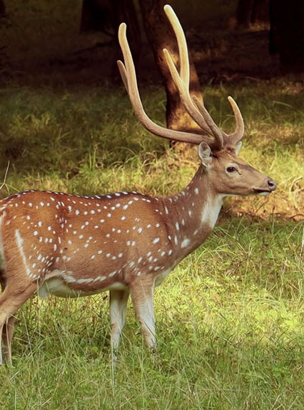Jaipur Ranthambore Same Day Tour