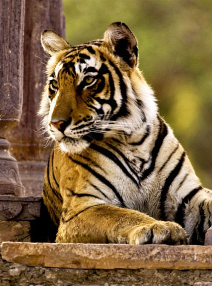 Ranthambore Jungle Safari