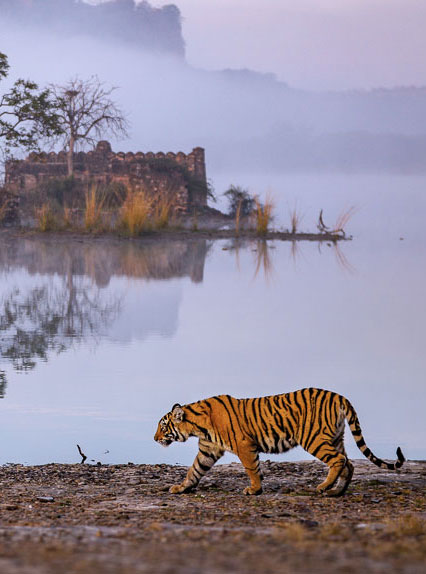 Ranthambore Weekend Tour 