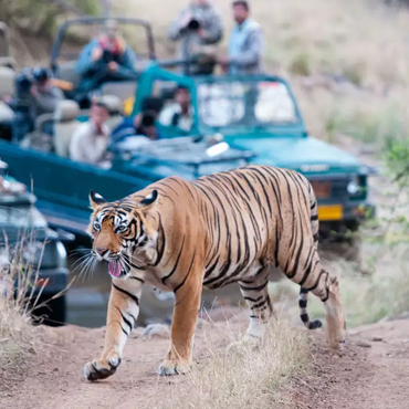 Ranthambore National Park